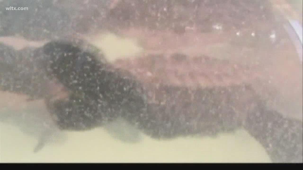 Read more about the article Via News 19WLTX: Turn out your lights for sea turtles