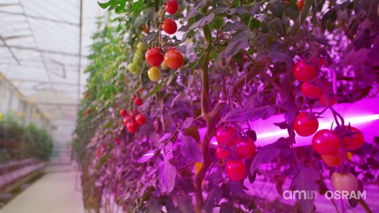 Read more about the article ams OSRAM Horticulture Video